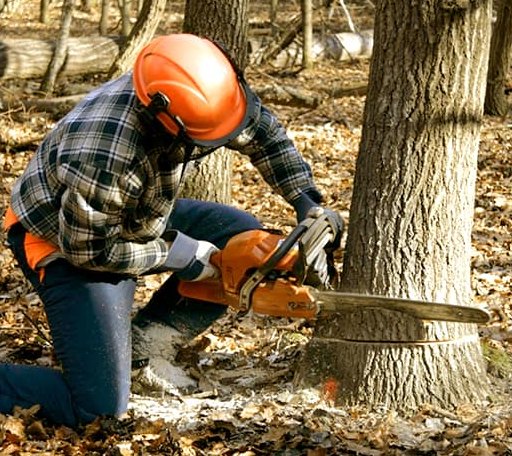 Tree Removal in West End, NC